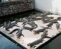 Crocodile Farm (Siem Reap)