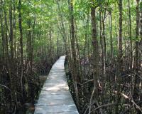 Mangrove Forest - Koh Kong